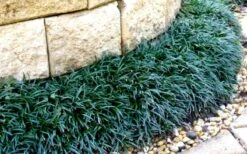 Dwarf Mondo Grass - 32 Pack Of 2.5" Pots 14 Dwarf Mondo Grass - 32 Pack Of 2.5" Pots -Cheap PLANTS Store Picture Mondo Grass Dwarf 4 1