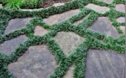 Dwarf Mondo Grass - 18 Count Flat Of Pint Pots -Cheap PLANTS Store Picture Mondo Grass Dwarf 6 2