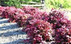 Blush Pink Nandina - 6 Pack Of 1 Gallon Pots -Cheap PLANTS Store Picture Nandina Blush Pink Grouping 1