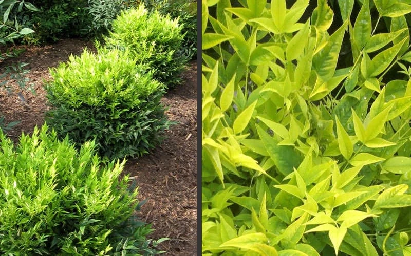 Lemon Lime Nandina - 1 Gallon Pot 8 Lemon Lime Nandina - 1 Gallon Pot - Image 6