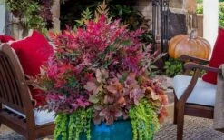 Obsession Nandina - 2.5 Quart Pot 11 Obsession Nandina - 2.5 Quart Pot -Cheap PLANTS Store Picture Nandina Obsession