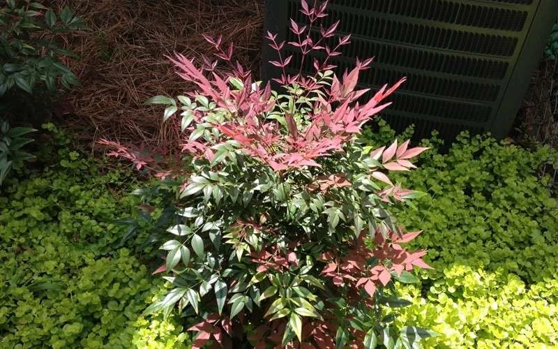 Obsession Nandina - 2 Gallon Pot 8 Obsession Nandina - 2 Gallon Pot - Image 6