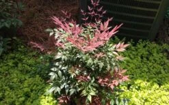 Obsession Nandina - 2.5 Quart Pot 13 Obsession Nandina - 2.5 Quart Pot -Cheap PLANTS Store Picture NandinaObsession 4