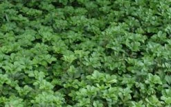 Pachysandra - Japanese Spurge - 18 Count Flat Of Pint Pots -Cheap PLANTS Store Picture Pachysandra 2