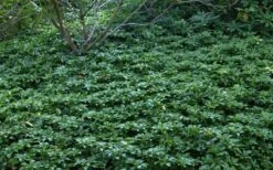 Pachysandra - Japanese Spurge - 18 Count Flat Of Pint Pots -Cheap PLANTS Store Picture Pachysandra 4