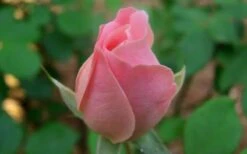 The Georgia Peach Shrub Rose - 1 Gallon Pot -Cheap PLANTS Store Picture Rose Georgia Peach 1