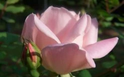 The Georgia Peach Shrub Rose - 1 Gallon Pot -Cheap PLANTS Store Picture Rose Georgia Peach 2