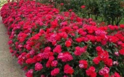 Original Red Knock Out Rose - 3 Gallon Pot 12 Original Red Knock Out Rose - 3 Gallon Pot -Cheap PLANTS Store Picture Rose Knock Out Red 5 1