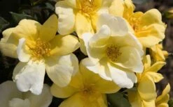 Sunny Yellow Knock Out Rose - 3 Gallon Pot -Cheap PLANTS Store Picture Rose Knock Out Sunny 1 1