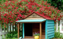 Red Cascade Miniature Climbing Rose - 2.5 Quart Pot -Cheap PLANTS Store Picture Rose Red Cascade 1 1