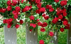Red Cascade Miniature Climbing Rose - 6 Pack Of 1 Gallon Pots -Cheap PLANTS Store Picture Rose Red Cascade 11
