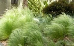 Pony Tails Mexican Feather Grass (Stipa Tennuissima) - 3 Pack Of Quart Pots -Cheap PLANTS Store Picture Stipa Tenuissima 7