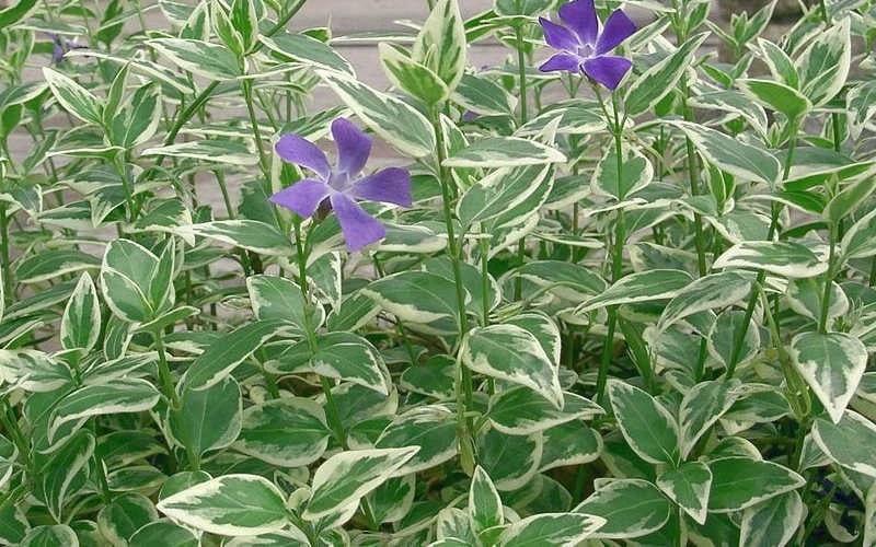 Variegated Bigleaf Periwinkle - Vinca Major 'Variegata' - 10 Pack Of Pint Pots 8 Variegated Bigleaf Periwinkle - Vinca Major 'Variegata' - 10 Pack Of Pint Pots - Image 6