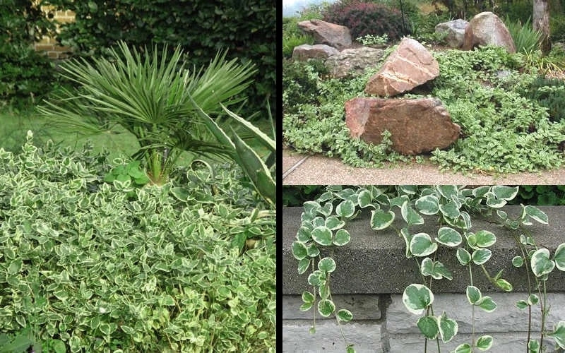 Variegated Bigleaf Periwinkle - Vinca Major 'Variegata' - 10 Pack Of Pint Pots 7 Variegated Bigleaf Periwinkle - Vinca Major 'Variegata' - 10 Pack Of Pint Pots - Image 5
