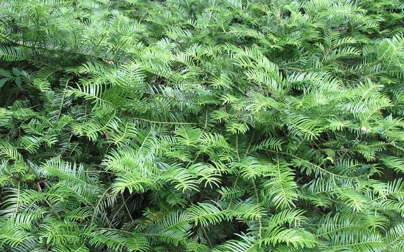 Yewtopia Plum Yew - 2 Gallon Pot 7 Yewtopia Plum Yew - 2 Gallon Pot - Image 5