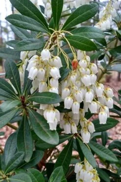 Mountain Snow Pieris - 3 Gallon Pot -Cheap PLANTS Store Pieris Mountain Snow 10 2