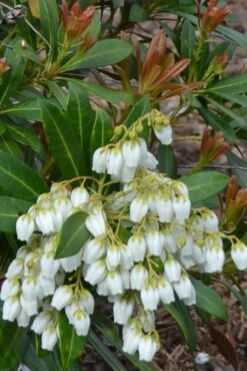 Mountain Snow Pieris - 2 Gallon Pot -Cheap PLANTS Store Pieris Mountain Snow 12