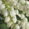 Mountain Snow Pieris - 3 Gallon Pot -Cheap PLANTS Store Pieris Mountain Snow 14 2