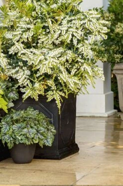 Mountain Snow Pieris - 1 Gallon Pot 13 Mountain Snow Pieris - 1 Gallon Pot -Cheap PLANTS Store Pieris Mountain Snow 15 1