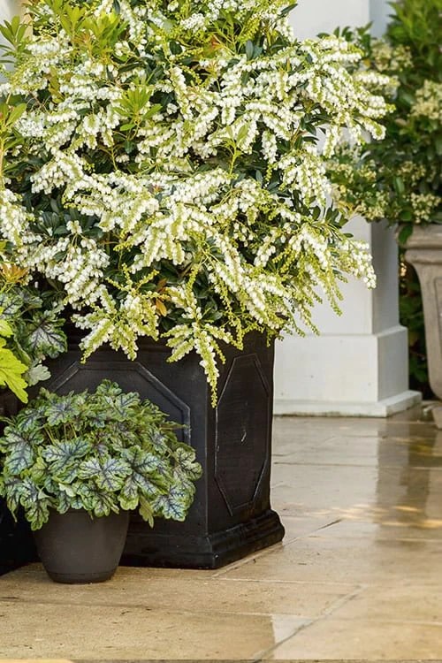 Mountain Snow Pieris - 1 Gallon Pot 7 Mountain Snow Pieris - 1 Gallon Pot - Image 5