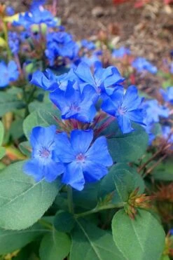 Hardy Blue Plumbago (Ceratostigma Plumbaginoides) - 1 Gallon Pot
