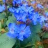 Hardy Blue Plumbago - Ceratostigma Plumbaginoides - 10 Pack Of Pint Pots -Cheap PLANTS Store Plumbago Hardy Blue 20