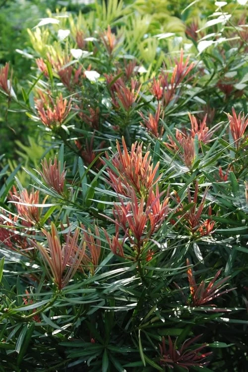 Emerald Flame Podocarpus Macrophyllus (Japanese Yew) - 3 Gallon Pot 5 Emerald Flame Podocarpus Macrophyllus (Japanese Yew) - 3 Gallon Pot - Image 4