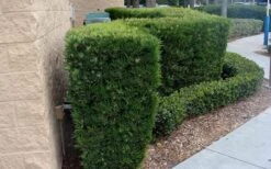 Maki Podocarpus Columnar Yew - 3 Gallon Pot -Cheap PLANTS Store Podocarpus Maki 1