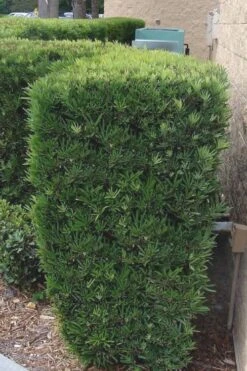 Maki Podocarpus Columnar Yew - 3 Gallon Pot -Cheap PLANTS Store Podocarpus Maki 1 500x750 1