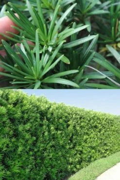 Maki Podocarpus Columnar Yew - 3 Gallon Pot -Cheap PLANTS Store Podocarpus Maki 2 500x750 1