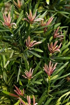 Mood Ring Podocarpus Macrophyllus - 2 Gallon Pot -Cheap PLANTS Store Podocarpus Mood Ring 1