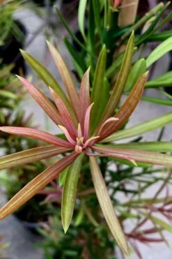 Mood Ring Podocarpus Macrophyllus - 2 Gallon Pot -Cheap PLANTS Store Podocarpus Mood Ring 2