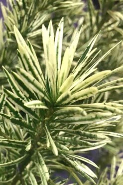 Roman Candles Podocarpus Macrophyllus - 3 Gallon Pot 11 Roman Candles Podocarpus Macrophyllus - 3 Gallon Pot -Cheap PLANTS Store Podocarpus Roman Candle 2