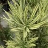 Roman Candles Podocarpus Macrophyllus - 3 Gallon Pot -Cheap PLANTS Store Podocarpus Roman Candle 3