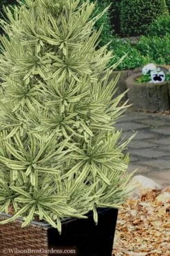Roman Candles Podocarpus Macrophyllus - 3 Gallon Pot 10 Roman Candles Podocarpus Macrophyllus - 3 Gallon Pot -Cheap PLANTS Store Podocarpus Roman Candle 7