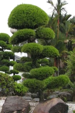 Podocarpus Macrophyllus Upright Yew - 6 Pack Of 1 Gallon Pots -Cheap PLANTS Store Podocarpus Upright Yew 10