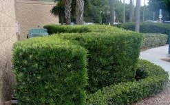 Podocarpus Macrophyllus Upright Yew - 6 Pack Of 1 Gallon Pots -Cheap PLANTS Store Podocarpus Upright Yew 11