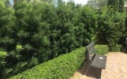 Podocarpus Macrophyllus Upright Yew - 6 Pack Of 1 Gallon Pots -Cheap PLANTS Store Podocarpus Upright Yew 12