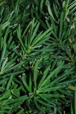 Podocarpus Macrophyllus Upright Yew - 6 Pack Of 1 Gallon Pots -Cheap PLANTS Store Podocarpus Upright Yew 13