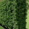 Podocarpus Macrophyllus Upright Yew - 6 Pack Of 1 Gallon Pots 1 Podocarpus Macrophyllus Upright Yew - 6 Pack Of 1 Gallon Pots -Cheap PLANTS Store Podocarpus Upright Yew 15