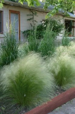 Pony Tails Mexican Feather Grass (Stipa Tennuissima) - 3 Pack Of Quart Pots -Cheap PLANTS Store Ponytails Grass Mexican Feather Rev 500x750 1