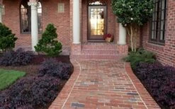 Purple Pixie Loropetalum - 2 Gallon Pot -Cheap PLANTS Store Purple Pixie Loropetalum Border