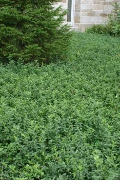 Purple Wintercreeper - Euonymus Fortunei Coloratus - 10 Pack Of Pint Pots -Cheap PLANTS Store Purple Wintercreeper 5