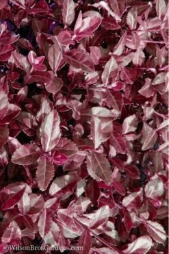 Purple Wintercreeper - Euonymus Fortunei Coloratus - 10 Pack Of Pint Pots -Cheap PLANTS Store Purple Wintercreeper 7