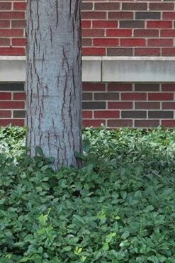 Purple Wintercreeper - Euonymus Fortunei Coloratus - 10 Pack Of Pint Pots -Cheap PLANTS Store Purple Wintercreeper 8