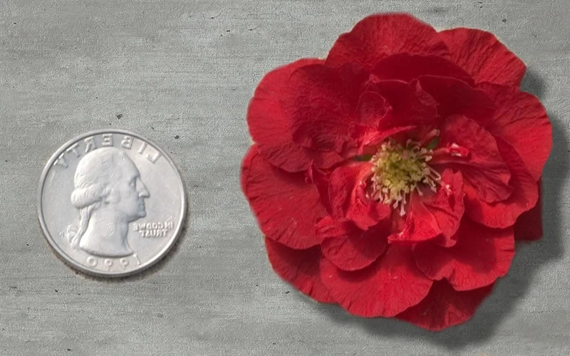 Double Take 'Scarlet' Flowering Quince - 2 Gallon Pot 6 Double Take 'Scarlet' Flowering Quince - 2 Gallon Pot - Image 4