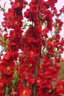 Double Take 'Scarlet' Flowering Quince - 2 Gallon Pot 12 Double Take 'Scarlet' Flowering Quince - 2 Gallon Pot -Cheap PLANTS Store Quince Double Take Scarlet 5 1