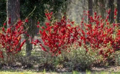 Double Take 'Scarlet' Flowering Quince - 2 Gallon Pot 13 Double Take 'Scarlet' Flowering Quince - 2 Gallon Pot -Cheap PLANTS Store Quince Double Take Scarlet 6 1