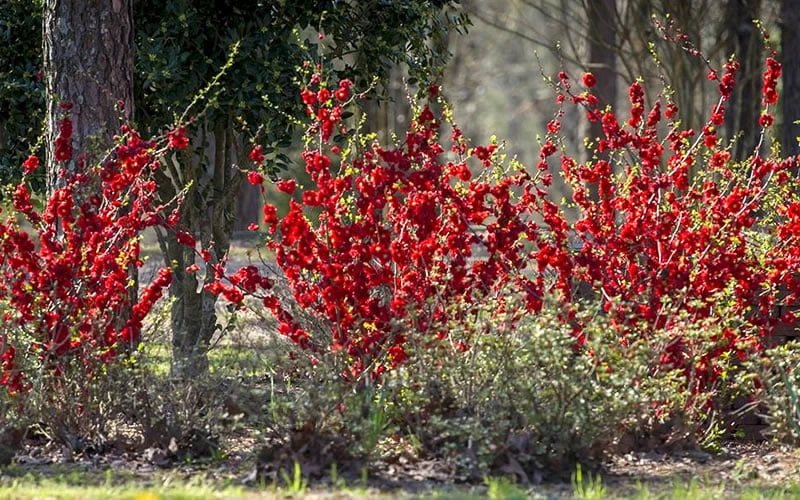 Double Take 'Scarlet' Flowering Quince - 2 Gallon Pot 8 Double Take 'Scarlet' Flowering Quince - 2 Gallon Pot - Image 6