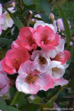 Toyo Nishiki Flowering Quince - Chaenomeles Speciosa - 5 Gallon Pot -Cheap PLANTS Store Quince Toyo Nishiki 2 1